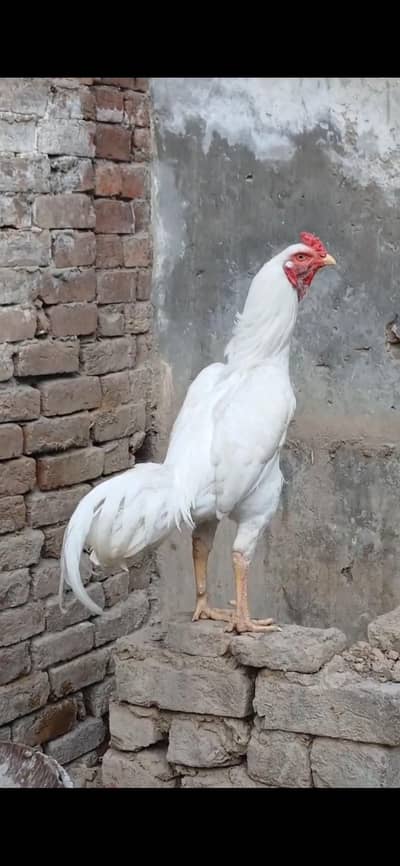 aseel murga or murgi white