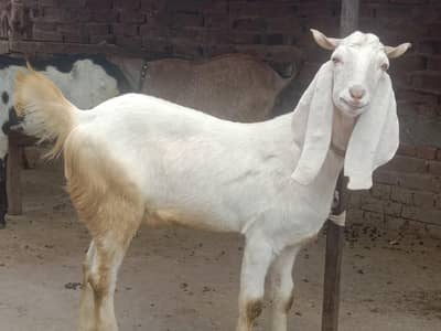 desi bakra and desi bakri argent seell 03000023119