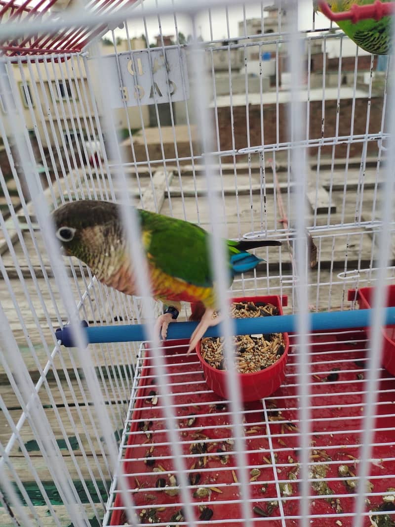 Parrot 2