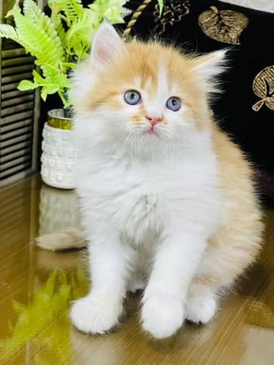 Lovely Kittens Looking for Home With Different Prices