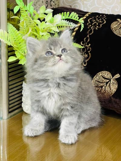 Lovely Kittens Looking for new Home With Different Prices