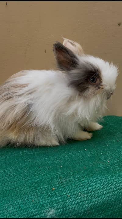 Teddy bear dwarf top quality male