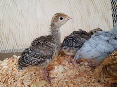 Turkey birds | Turkey chicks| blue Turkey | white Turkey | all colours