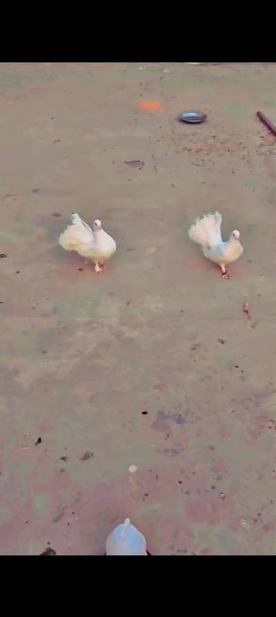 Indian Fantail Breeder Pair Whatsapp 03046531499