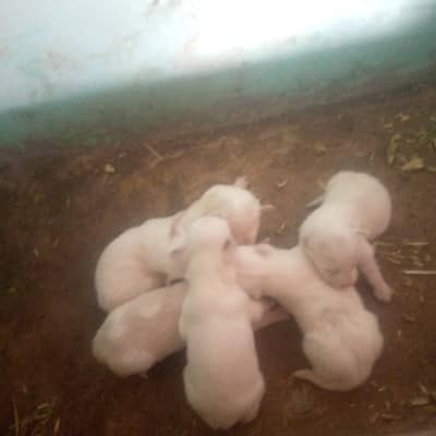 russian puppies available