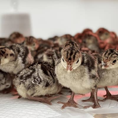 Turkey birds | Turkey chicks| black Turkey | red Turkey | all colours