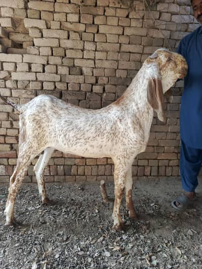 Pure Makhi Cheena  contact Whatsapp 03174390523