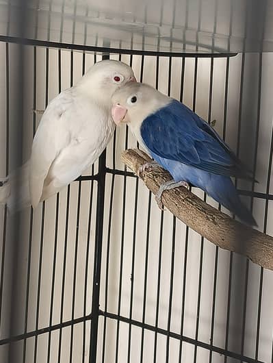 Love bird pair