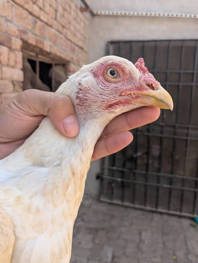 Heera aseel female available