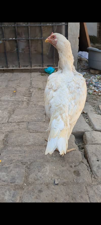 Heera aseel female available