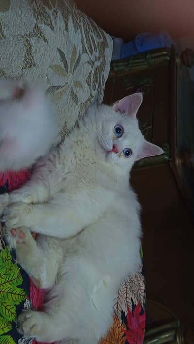 white Persian cat