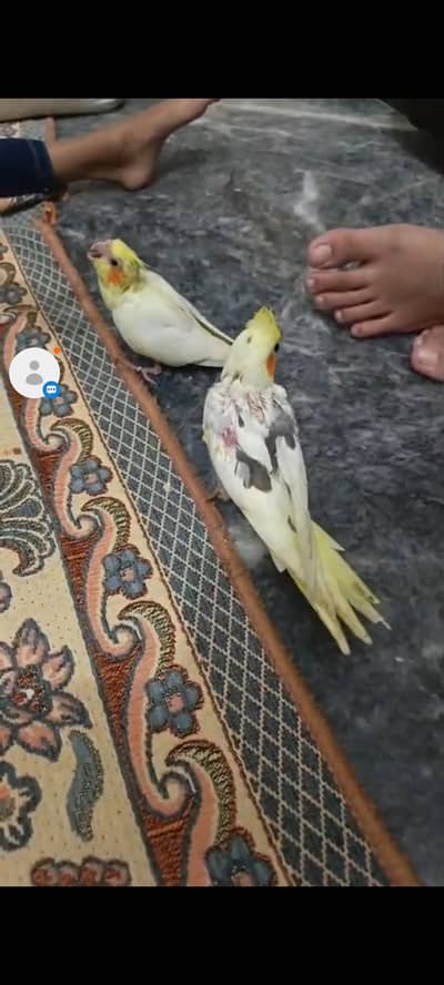 cocktail parrot hand tamed