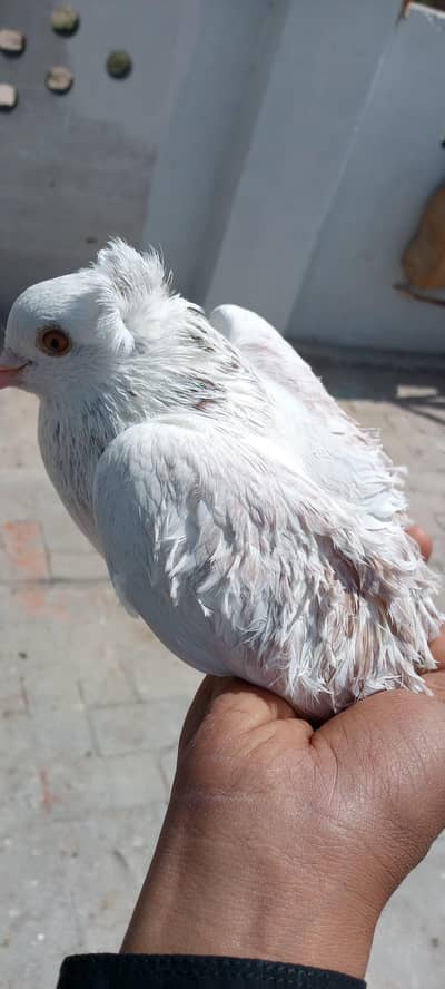 fancy beautiful kabootar 2 pair available 1 pair 252 pair 4500