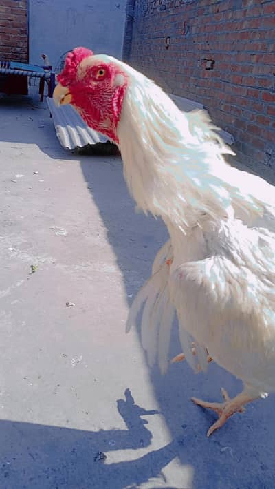 mashallah high quality -O Shamo pair available