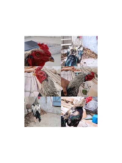 Jawa Murga & Phata  for Sale – Pure Breed