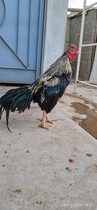 Jawa Murga & Phata  for Sale – Pure Breed