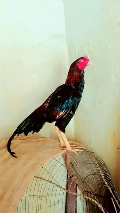 aseel murg for sale