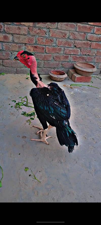 Ganoi Thai Aseel  ,Top Quality Aseel Ganoi