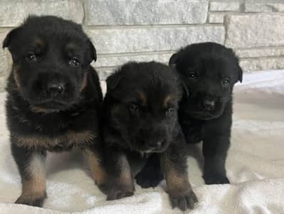 German Shepherd Black Puppies Long Hair