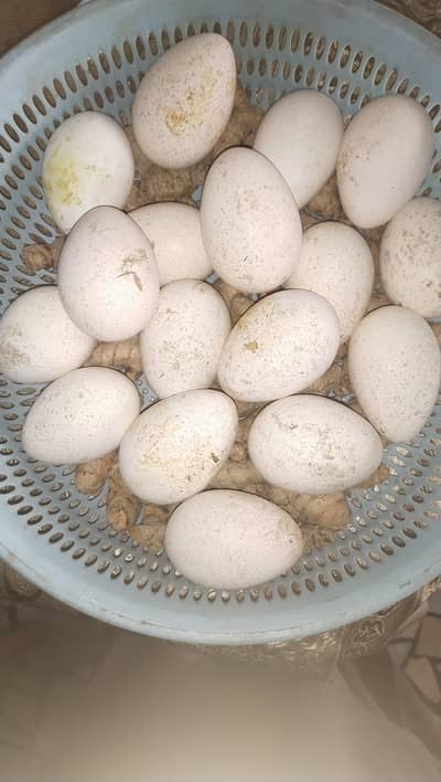 Turkey Bird Eggs