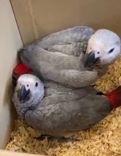 African grey babies for sale