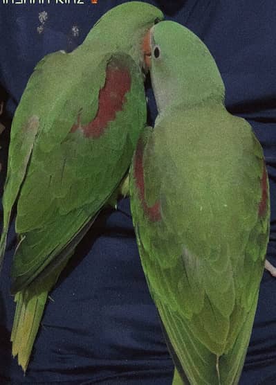 Alexandrine (Pahari) Hand-Tame Baby Parrot - 1.5 Month Old