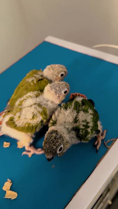 Pineapple conure high red factor