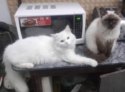 White Persian and Siamese Pair for 6000