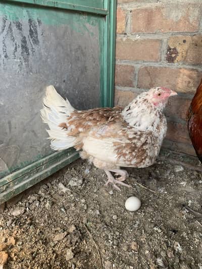 Kruk Aseel madiMushki Aseel| Jawi Aseel| Cheeni Aseel