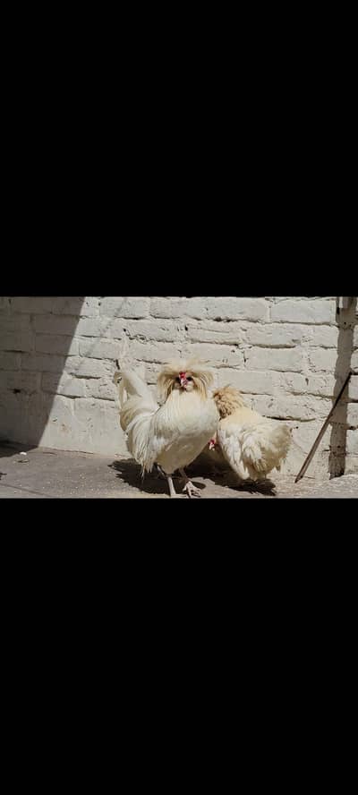 white polish in faverous 1+3 available in lahore