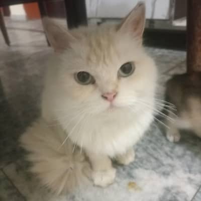 Persian White Cat Pregnant