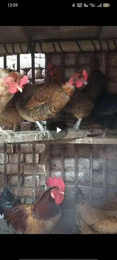 Golden misri home breed