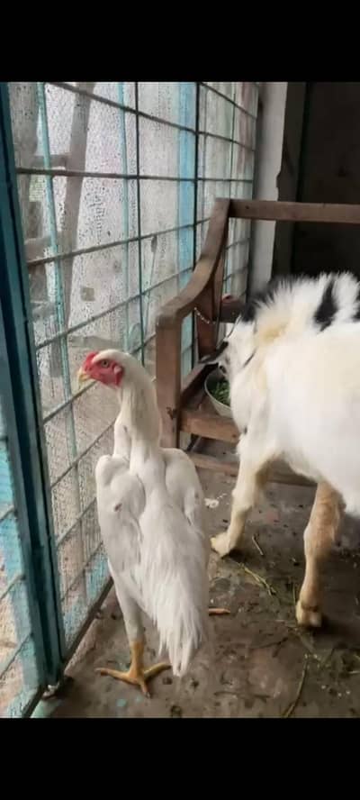 Shamo king size patha 7.5 month