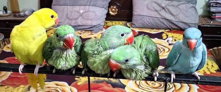 Raw Blue Yellow Chick EID Sale OFFER