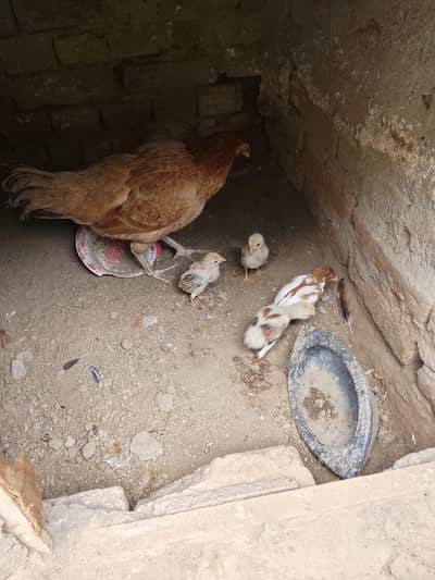 Pure Aseel mianwali Female with chicks 03233632534