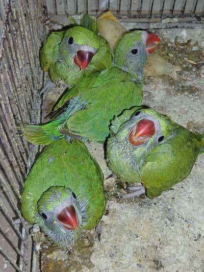 Beautiful Green Ringneck Chicks