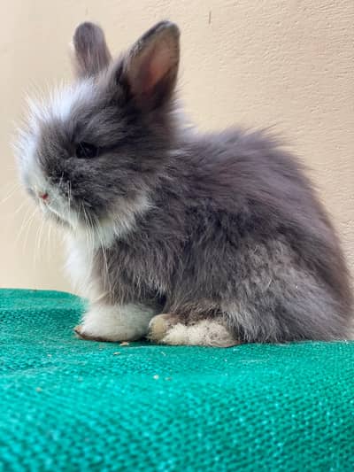 Teddy bear dwarf bunny pair