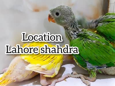 Ringneck parrot | chicks | yellow | Green ringneck | Parrot baby