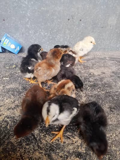 Thai caross aseel chicks 03014237451 call me