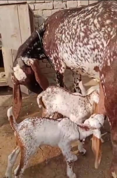 desi Bakri for sale WhatsApp 0320=14=95=756