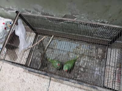 Cage with Raw parrot chicks hand tame fully active