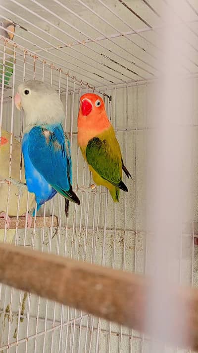 Lovebirds Pair breeder