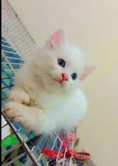 Persian female kitten for sale My WhatsApp number 0325-022-6756