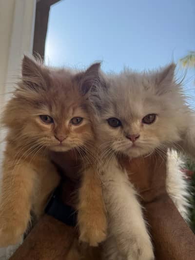 Pure Ragamuffin Kitten (triple coated) for Sale