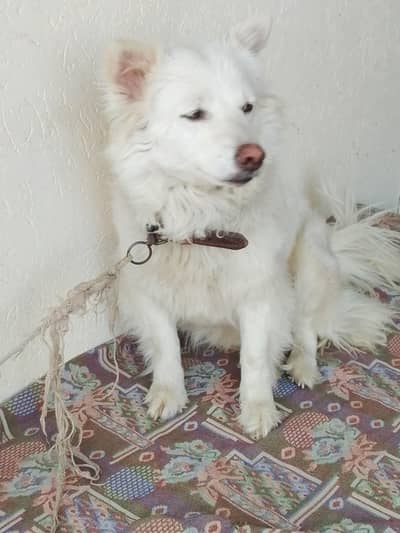 per Russian dog for sale