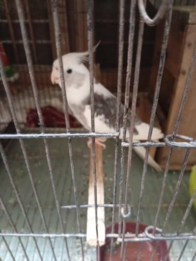 eno paid cocktail male for sale full bridder 03230436004