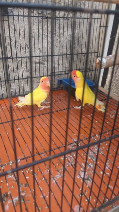yellow Lutino Lovebirds