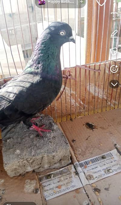 indian shahjahn pori  jora breed ky Liya ready hi