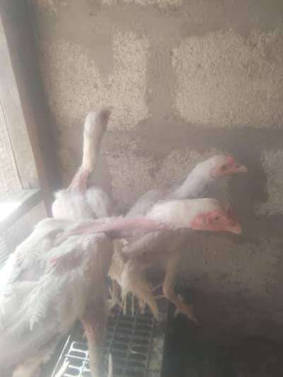 2 male hai ek female aseel Hera ek aseel male hai