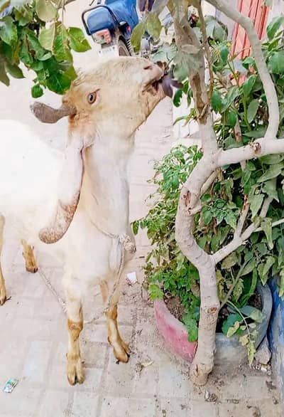 Punch Khassi 2 dant hy